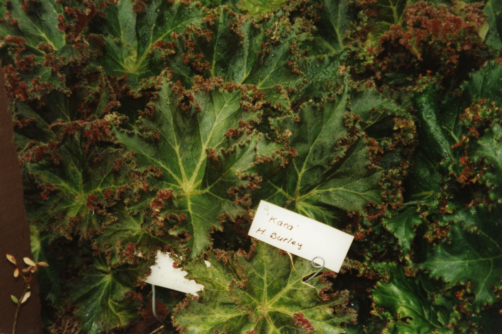 B. ‘Kara’